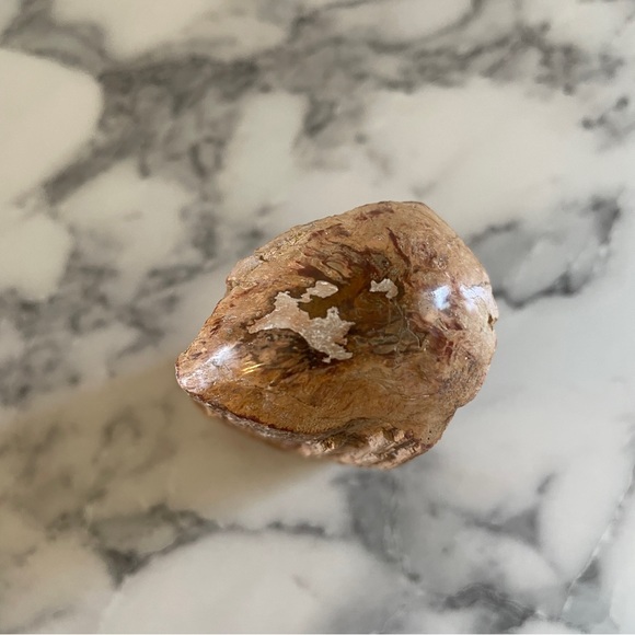 Petrified Wood - Picture 5 of 7